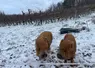 <em class="placeholder">Cochons nains de race Kuhn Kuhn à côté de vignes en hiver.</em>