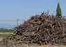 <em class="placeholder">Souches de vigne en tas sur une parcelle de vigne qui vient d&#039;être arrachée.</em>