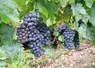 <em class="placeholder">Grappes de genouillet</em>