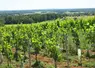 <em class="placeholder">Vignes en Charente, vers Saint-Sornin.</em>