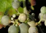 Oïdium de la vigne sur grains de raisin 