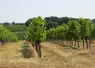 Vignes en Entre-deux-Mers