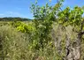 <em class="placeholder">Vigne abandonnée à Saint-Gervais dans le Gard.</em>
