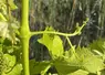 <em class="placeholder">Filage dans le muscadet</em>