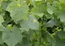 <em class="placeholder">Viticulture. maladies. symptôme de mildiou sur feuille de vigne au stade floraison. maladie cryptogamique.</em>