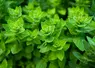 <em class="placeholder">Green oregano, seasoning and spice, wild marjoram. grown in Turkey</em>