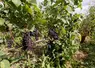 Pied de Pinot Meunier avec des grappes de raisin echaudees. 