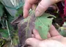 Feuille avec des symptômes de flavescence dorée