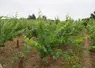 Une parcelle de vigne bio en Val de Loire