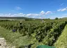 <em class="placeholder">Vendanges manuelles à Tauxières, dans la Marne, le 15 septembre 2023, chez Dominique Cadel. Vendange de pinot noir en caisses de 50 kg. Débardage par genre de grue ...</em>