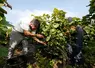 <em class="placeholder">Vendanges en Champagne. Nombre de viticulteurs ayant du mal a trouver de la main d oeuvre lors des vendanges font appel a des prestataires de service qui proposent des ...</em>