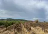  Parcelle de vignes touchée par un incendie