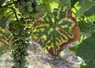 Vigne exprimant des symptômes foliaires d' esca, une maladie du bois, en été.