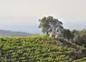 Vignes dans les Pyrénées-Orientales