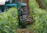 <em class="placeholder">Tracteur enjambeur réalisant du travail du sol en vignes étroites, à l'aide d'une charrue vigneronne.</em>