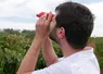 <em class="placeholder">Technicien viticole en train de réaliser un contrôle de maturité (taux de sucre) de baies de raisin après prélèvement d'échantillons dans une vigne.</em>