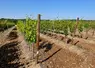 <em class="placeholder">Parcelle expérimentale au Conservatoire du vignoble charentais
variétés résistantes aux maladies cryptogamiques, et adaptées au changement climatique</em>