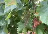 Mildiou sur vigne