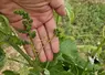 <em class="placeholder">Filage d'une grappe de raisin</em>