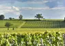 <em class="placeholder">Viticulture charentaise. Vignoble du Cognaçais. Vigne de cépage Ugni Blanc pour la production de cognac. raisin blanc. grains. pied de vigne et piquet métallique pour le ...</em>