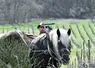 <em class="placeholder">Oscar Wohleber, prestataire de services à cheval, vigneron et salarié viticole à Andlau dans le Bas-Rhin, avec John, son cheval comtois</em>