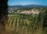 Vignoble des Pyrénées-Orientales.