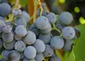 Botrytis sur grappe de raisin.
