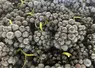 Grappes de raisin vendangées.
