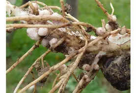  © AgroBio Périgord