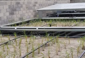 <em class="placeholder">Système de lit planté de roseaux pour le traitement de l&#039;eau</em>