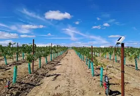 <em class="placeholder">Installation d'irrigation connectée dans une vigne en Espagne</em>
