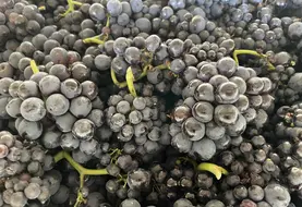 Grappes de raisin vendangées.