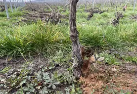 Cep de vigne cureté.