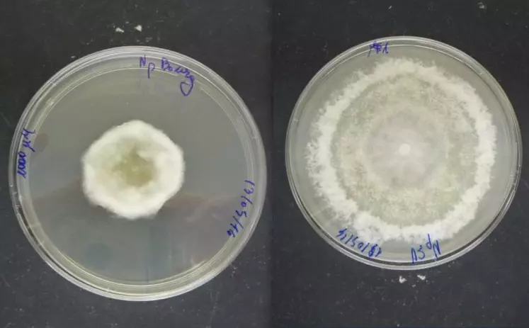 A gauche, effet inhibiteur du profongicide sur la croissance d'un champignon (N. parvum), comparée à un témoin, à droite.