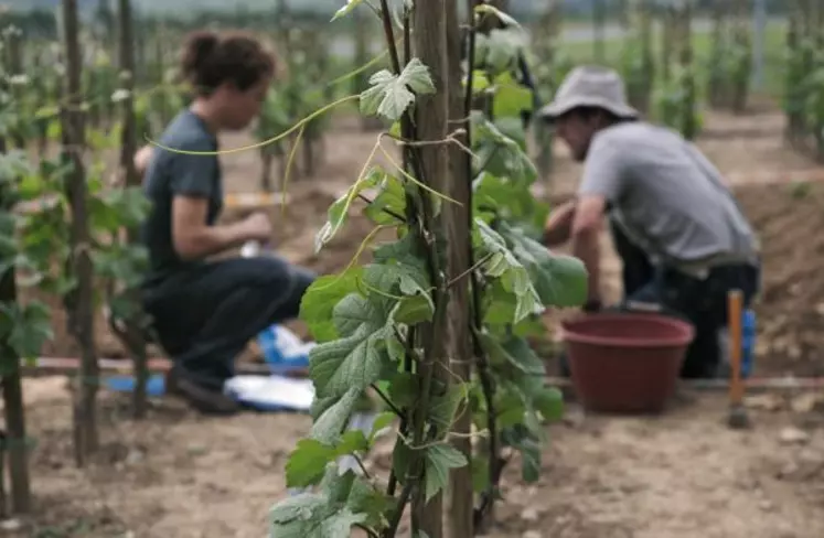 Plus de concertation serait nécessaire entre les expérimentations menées par les différents organismes : Inra (photo), l’IFV, 
le CNRS, les Chambres d’agriculture ou les universités.