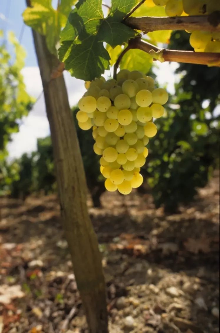 Avec la découverte d'une levure indigène productrice des arômes de fruit de la passion caractérisitiques du sauvignon blanc, la Nouvelle Zélande a fait un bond en avant dans sa quête de typicité pour ses vins de sauvignon blanc selon le professeur Goddard.