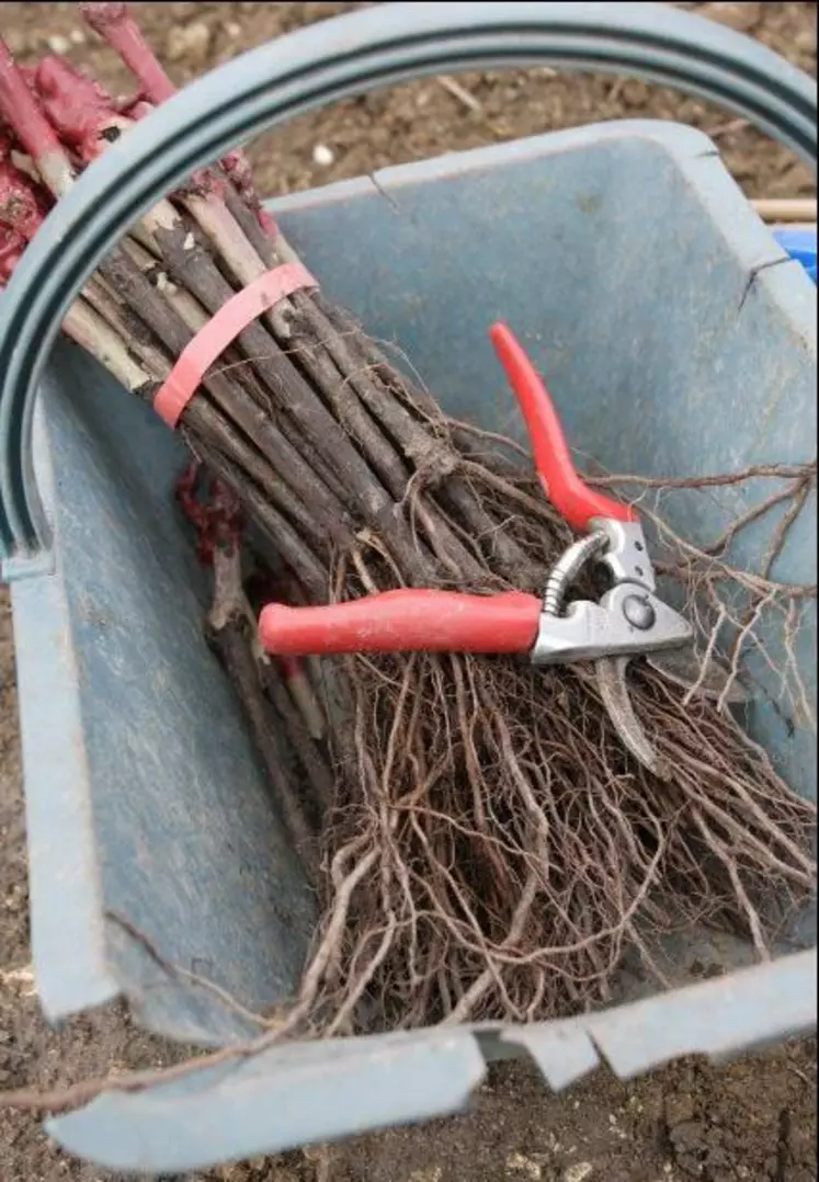 À partir de 2016, de nouvelles plantations seront autorisées chaque année dans la limite de 1 % de la superficie du vignoble national.