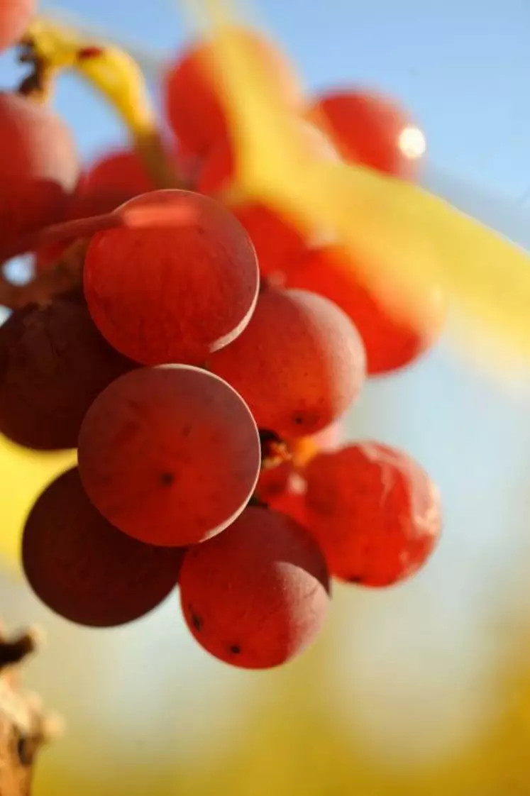 Le gewurztraminer, de tous les cépages alsaciens étudiés, est sans conteste le plus intéressant en région Languedoc Roussillon, selon la chambre d'agriculture de l'Aude.