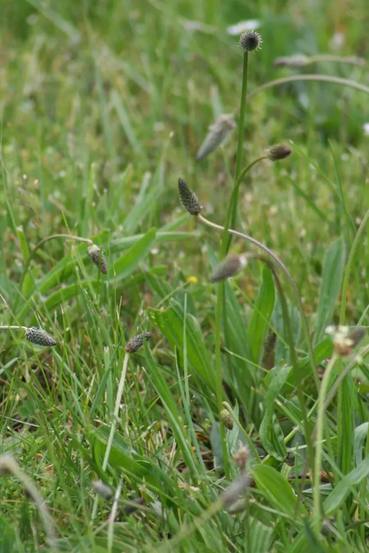 10 trucs pour faire disparaître les mauvaises herbes de votre