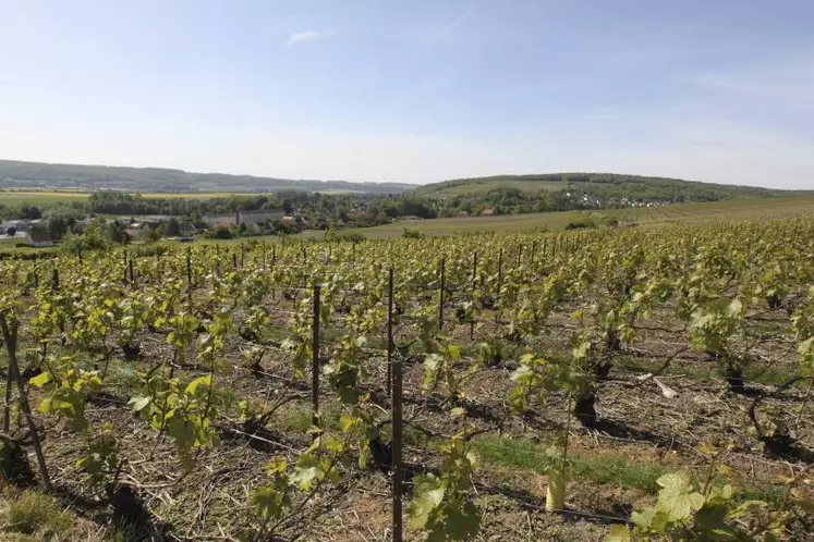 C'est le grand jour pour les droits de plantation. Enfin les producteurs français vont connaître les intentions de la Commission européenne concernant leur maintien ou nous dans le cadre de la politique agricole commune.