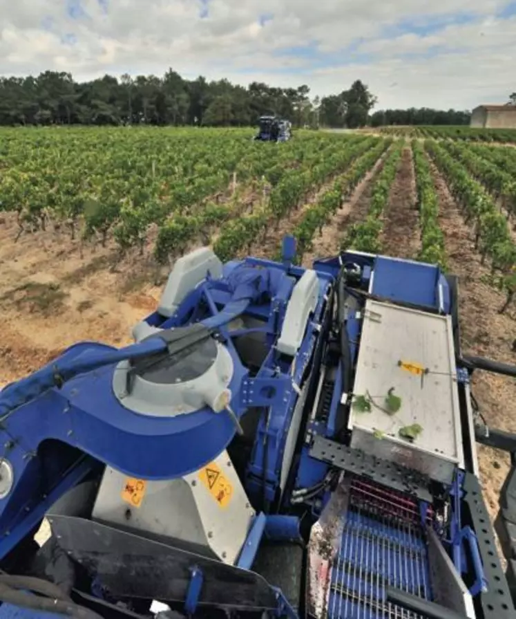 Au-delà de 250 hl/ha, la pérennité du vignoble est engagée selon l’IFV.