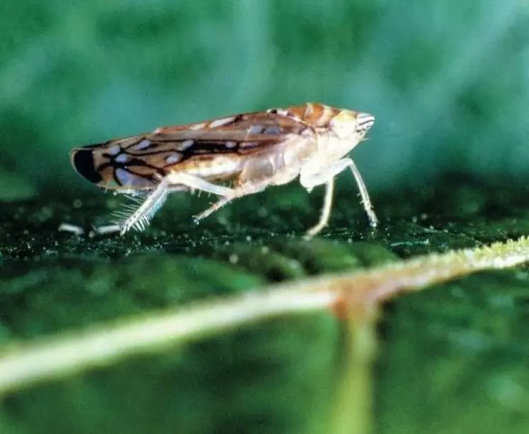 La migration Sud-Nord de Scaphoideus titanus n'est pas due à une modification du climat, mais à un attrait pour la fraîcheur de l'insecte 
originaire de régions froides.