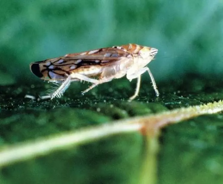 La migration Sud-Nord de Scaphoideus titanus n'est pas due à une modification du climat, mais à un attrait pour la fraîcheur de l'insecte
originaire de régions froides.