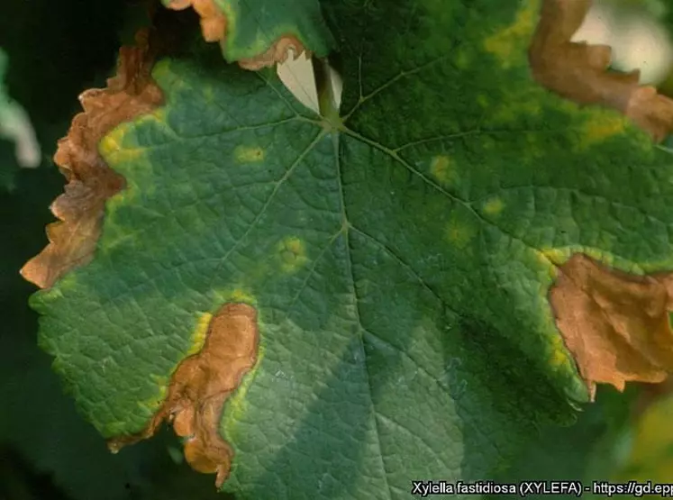 Sur vigne, la présence de la Xylella fastidiosa fastidiosa provoque la maladie de Pierce. Elle se caractérise par des jaunissements et rougissements des feuilles, des défauts de lignification et aoûtement ou encore une persistance des pétioles après la chute des feuilles.