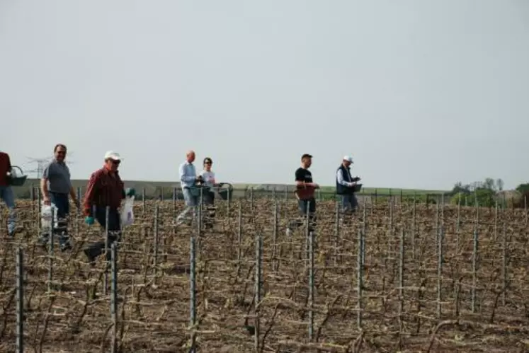 Une centaine de vignerons ont participé à une journée de pose de RAK collectif