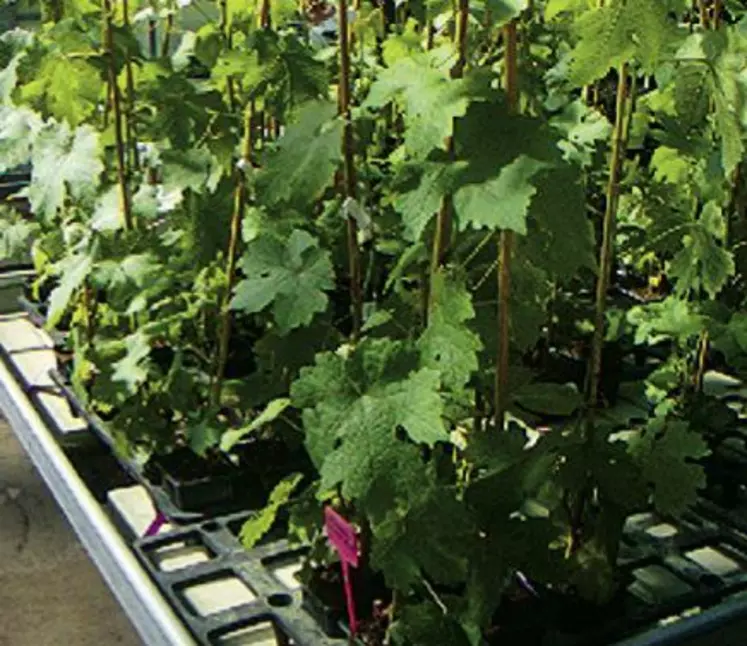 Les essais 
sous serre
montrent que les algues permettent une petite stimulation 
des défenses 
de la vigne.