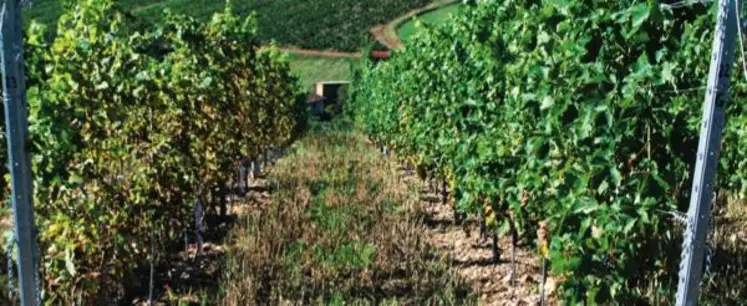 Les essais de 2012 (en deuxième feuille). À gauche, des plants de gamay et de chardonnay non-traités. À droite, 
les variétés résistantes non-traitées.