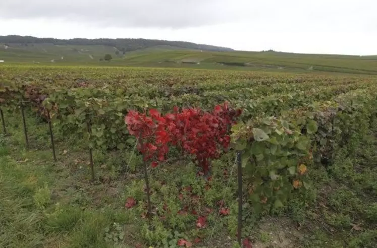 L’esca est la maladie du bois qui fait le plus de ravages dans le vignoble. Ces nouveaux produits sauront-ils l’endiguer ?