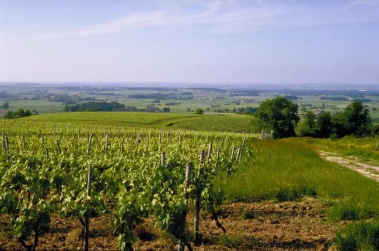 Les syndicats de cognac le martèlent : "un viticultuer qui n'adhère pas à l'ADG ne pourra plus faire de cognac".