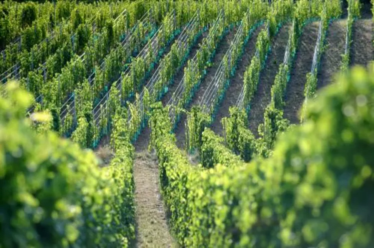 Pour le cépage sauvignon, il est important que la vigne ne soit pas concurrencée au départ par un enherbement excessif, nuisible à son alimentation en eau et en azote. On cherchera donc à avoir des vignes très peu enherbées en début de cycle pour favoriser ce développement rapide.